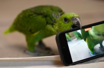 El contrabando de animales es