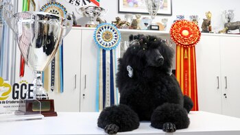 La caniche cántabra 'Norte' se