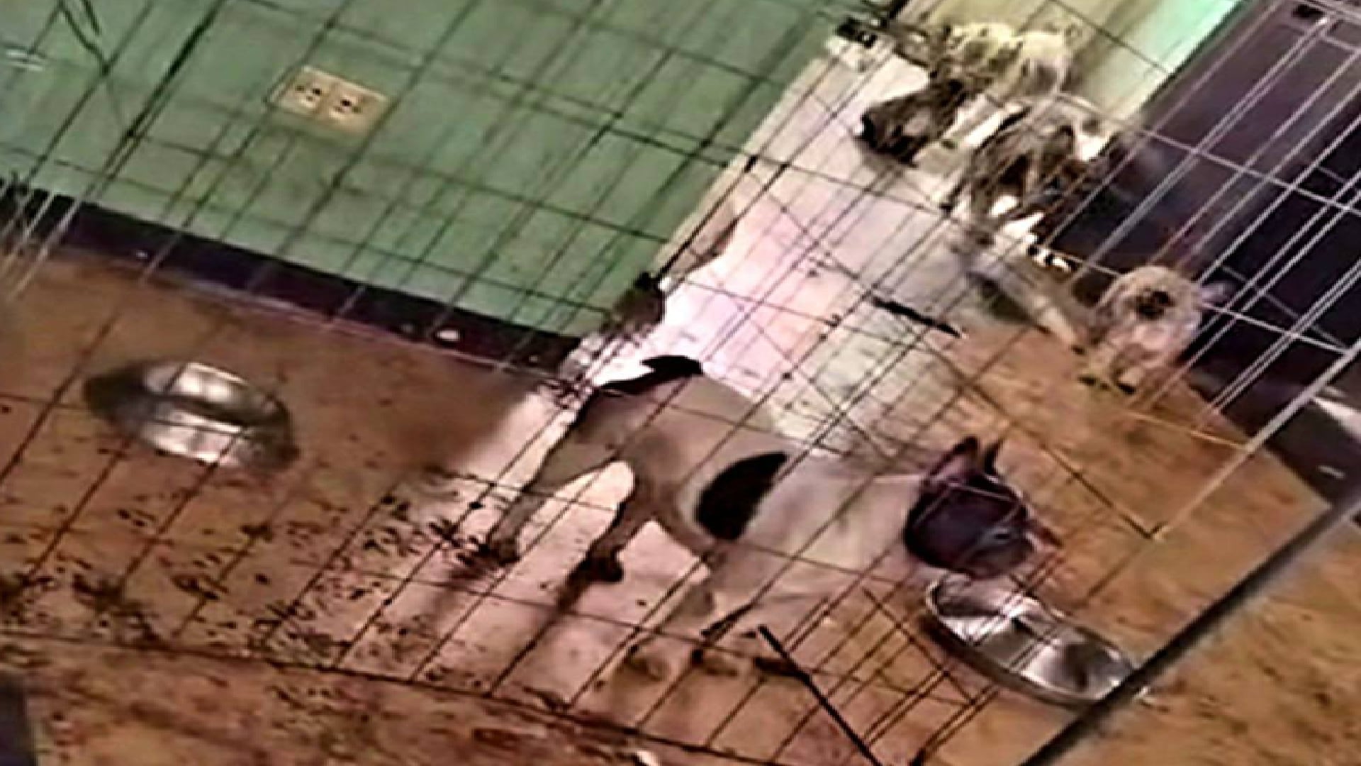 Tener en malas condiciones a las mascotas puede implicar sanciones de más de 3 mil 500 pesos (Punto Medio + /FB)