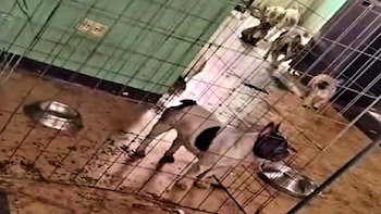 Rescatan a 11 perros víctimas