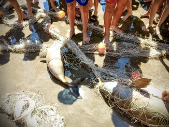 Un estudio reciente confirmó la
