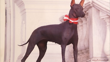 Un perro sin pelo, de color oscuro y orejas puntiagudas, luce un lazo rojo y blanco en el cuello, frente a una estructura arquitectónica blanca