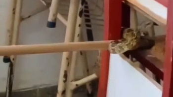 Susto en Corrientes: encontraron una