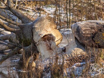 Los castores se adelantaron a