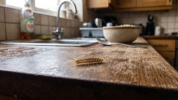 Ciempiés en el baño y la cocina: por qué aparecen, cómo evitarlos y qué hacer si te muerde uno