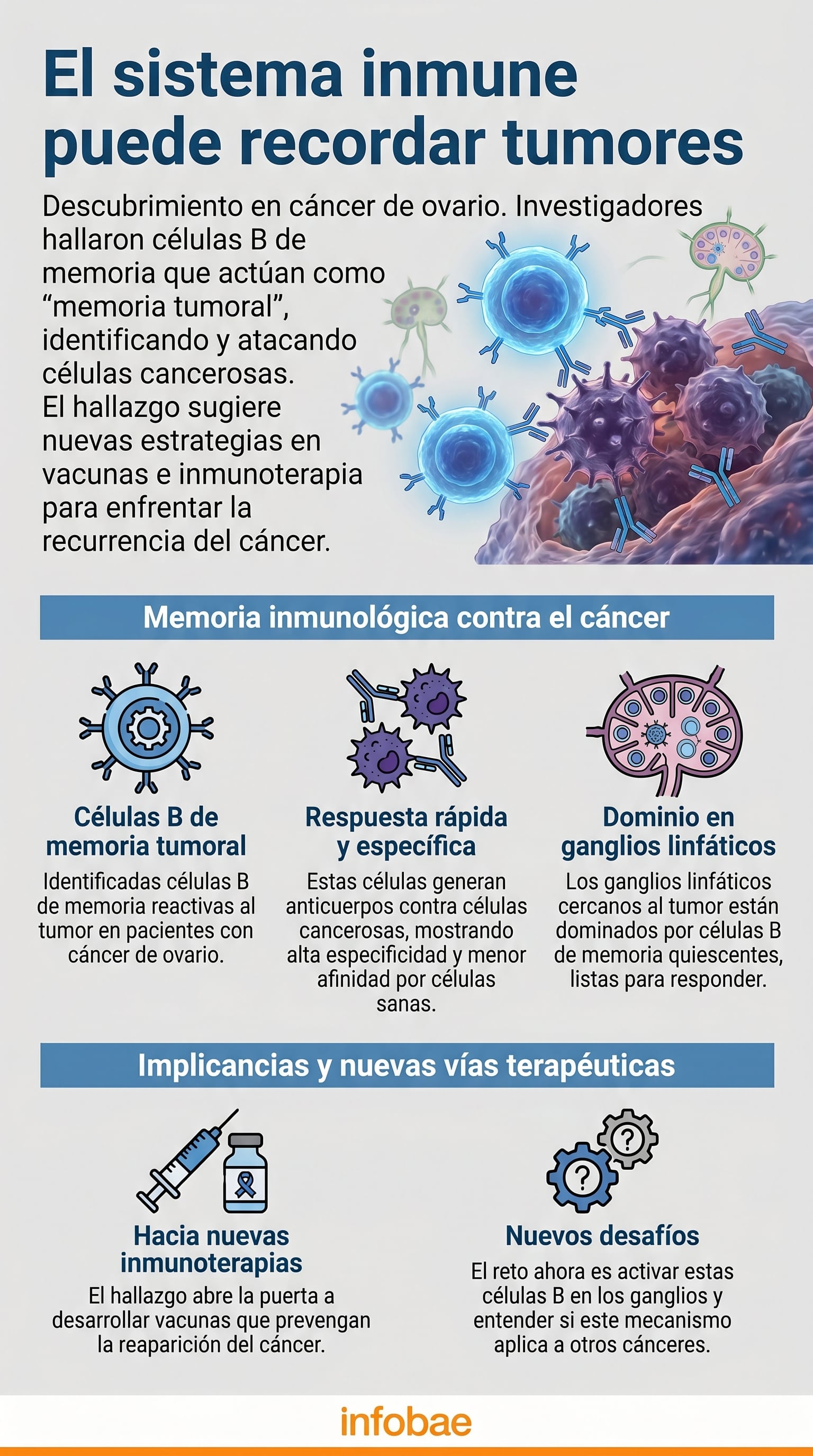 Investigadores identifican células B de memoria que funcionan como