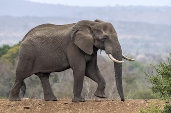 Un elefante gris visto de perfil camina hacia la derecha sobre tierra, con vegetación y colinas de fondo