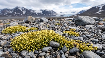 Plantas bajas en forma de cojín verde y amarillo sobre piedras grises con montañas nevadas en el fondo.