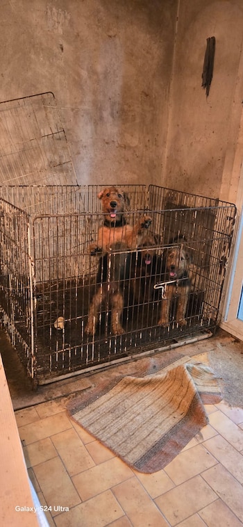 La intervención liderada por UFEMA