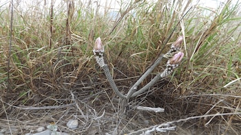 Ésta es la poderosa planta