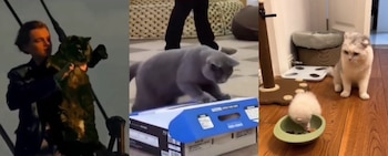 Los tres videos de gatos