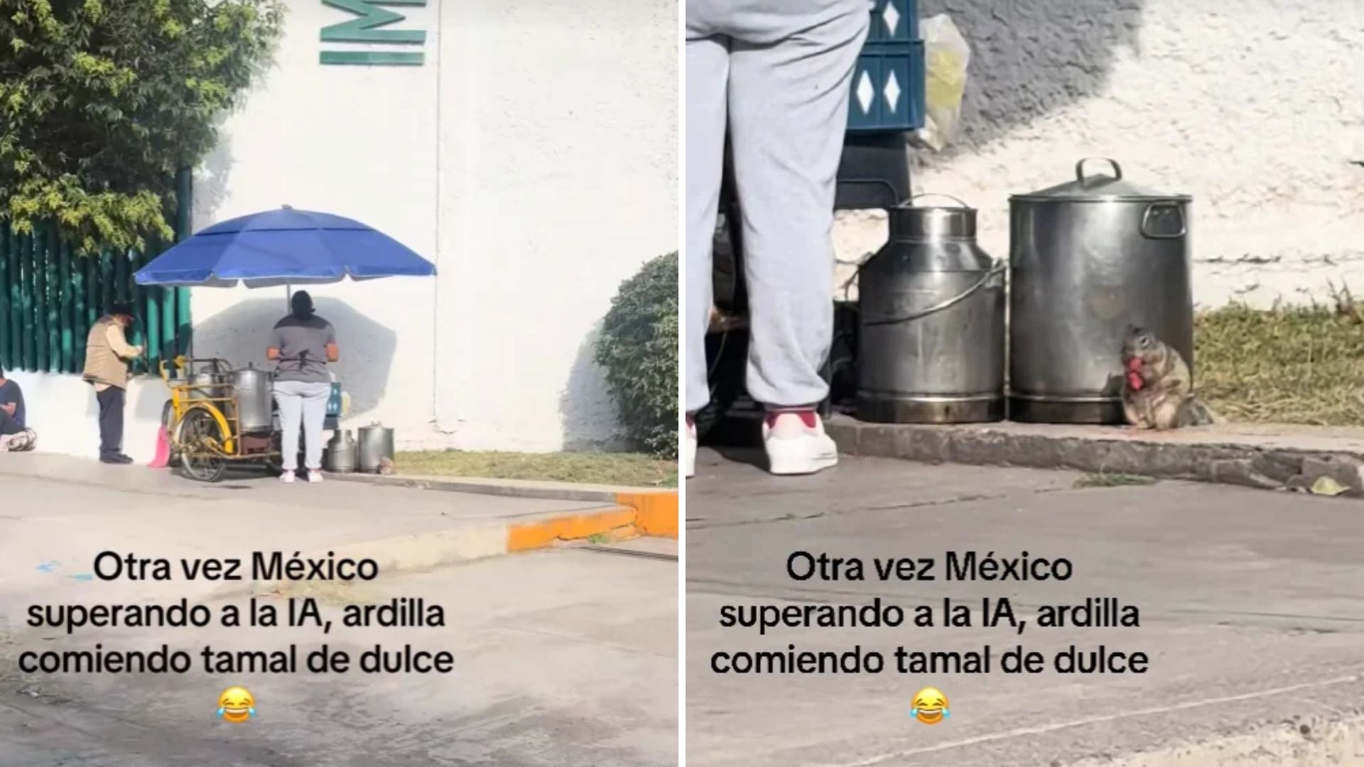 Ardilla se vuelve viral por comerse tamal de dulce afuera de una clínica del IMSS: “México otra vez superando a la IA”