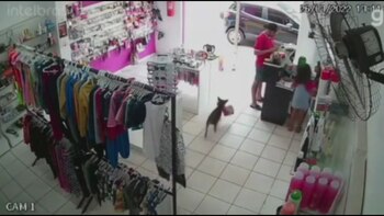 Tierno video de perrito llevándose