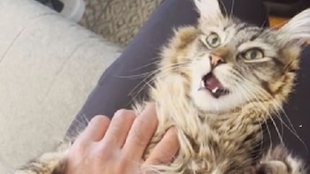 Una actuación digna de Oscar, así fue cómo un gato intentó evitar que le cortaran sus garras (Reddit)
