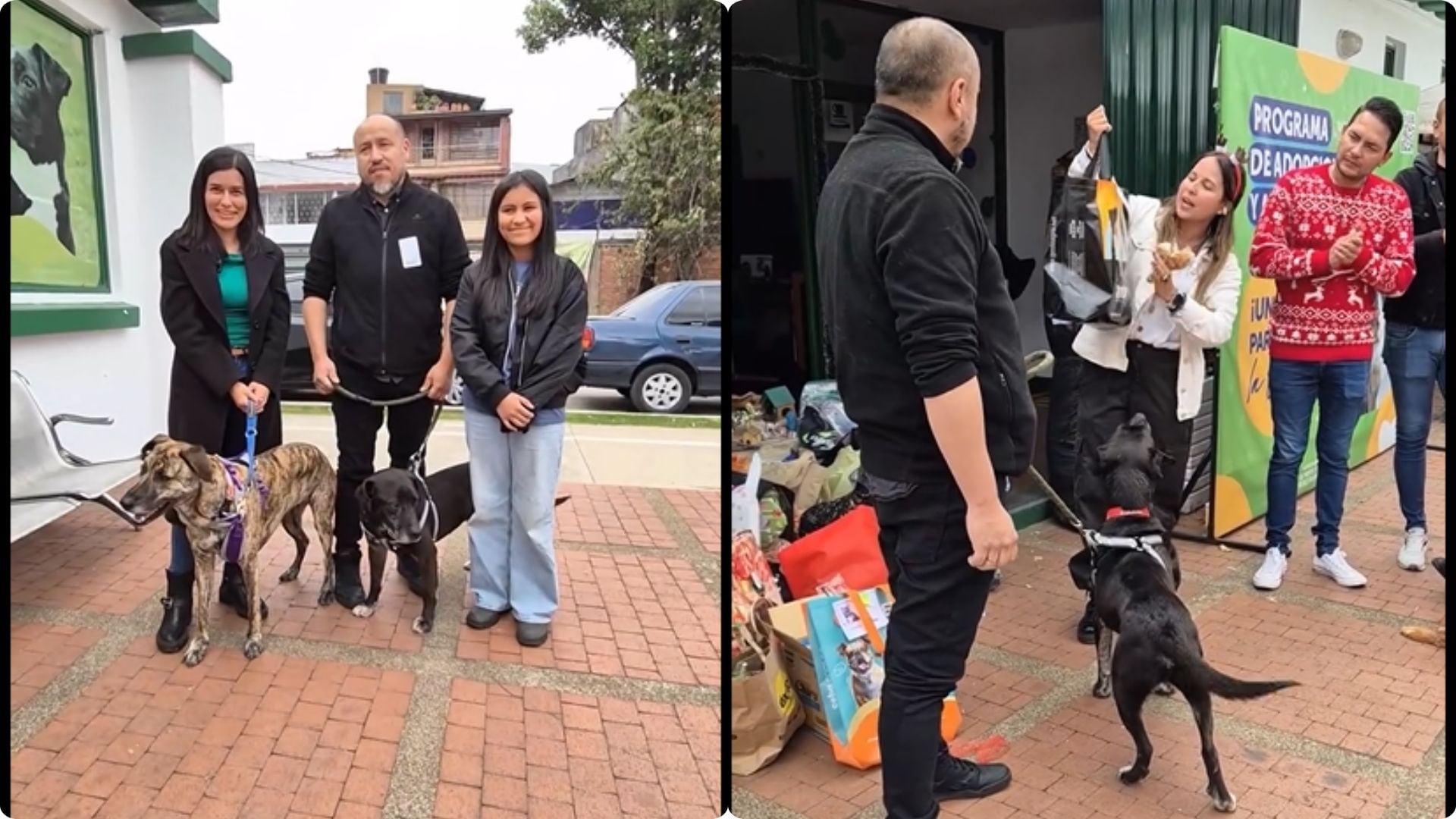 Tras 10 días de prueba, Aureliano fue adoptado por una familia - crédito composición fotográfica