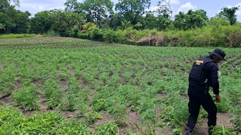 Guatemala: Destruyen matas de marihuana valorada en Q23 millones