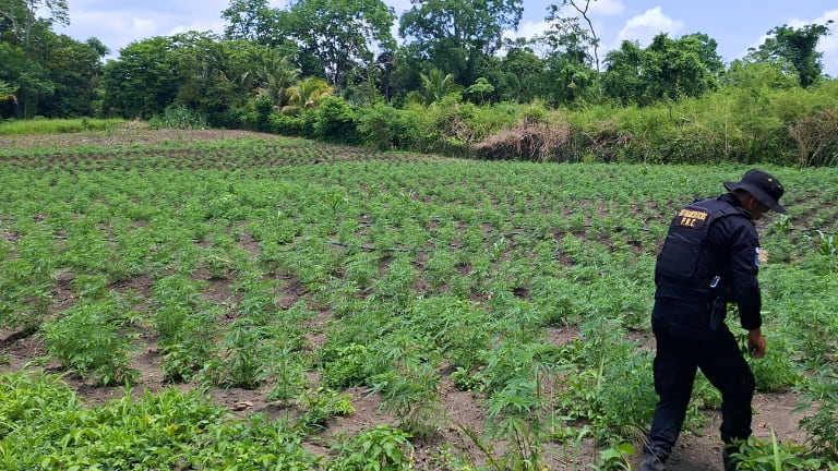 Autoridades guatemaltecas lograron la erradicación de más de 47 mil matas de marihuana valoradas en Q23.8 millones.