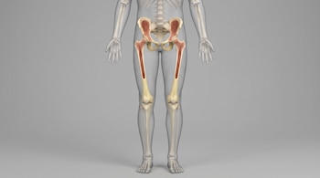Figura humana semitransparente que expone el esqueleto, la pelvis y los fémures cortados con la médula ósea roja visible en su interior.
