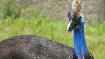 Por qué el casuario, el