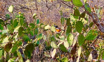El Parque Nacional de Arikok