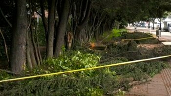 Un árbol cayó encima de