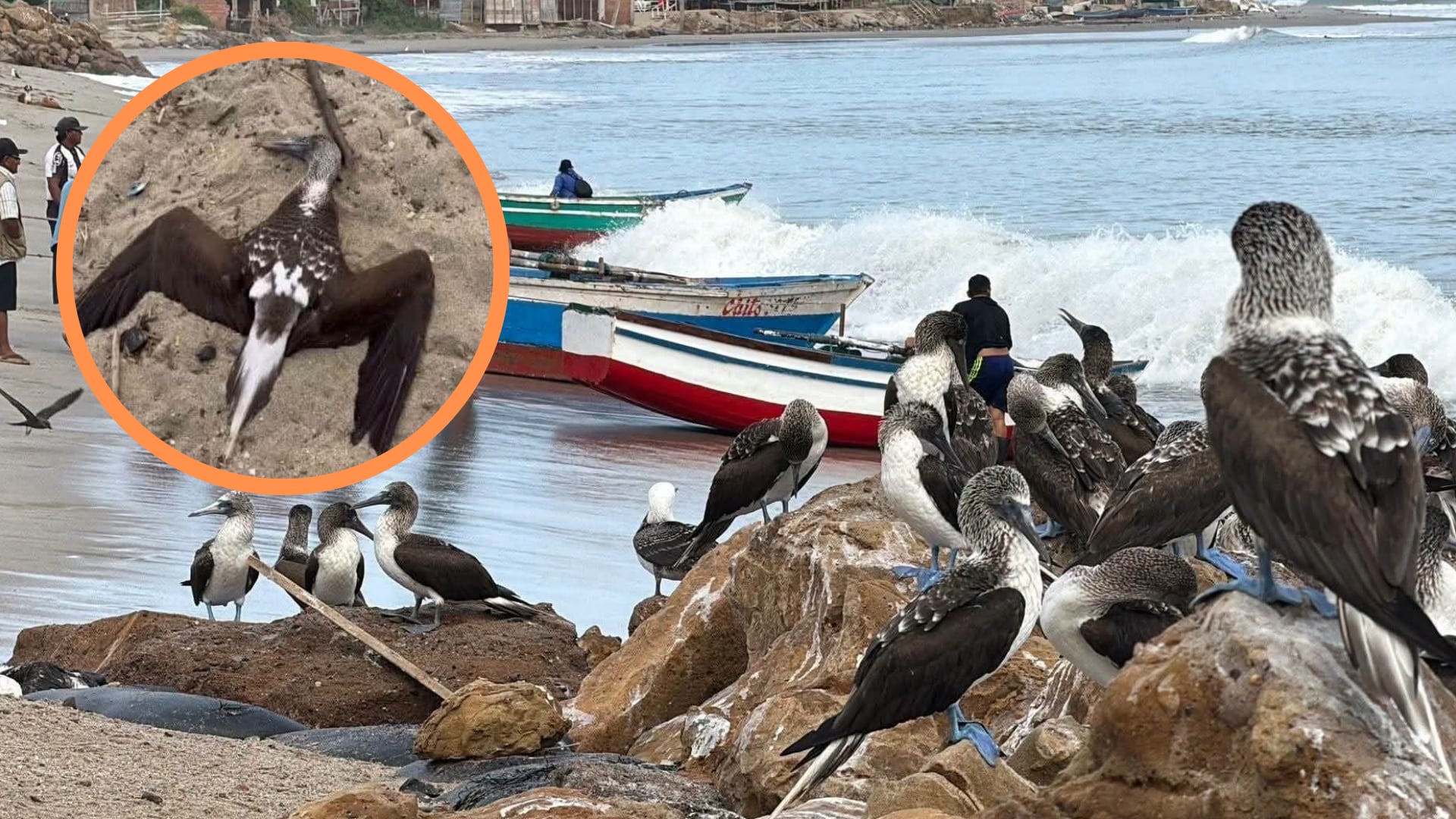 Aves marinas debilitadas y muertas aparecen en la playa Makaha de Miraflores y otros puntos del litoral peruano. Composición: Infobae