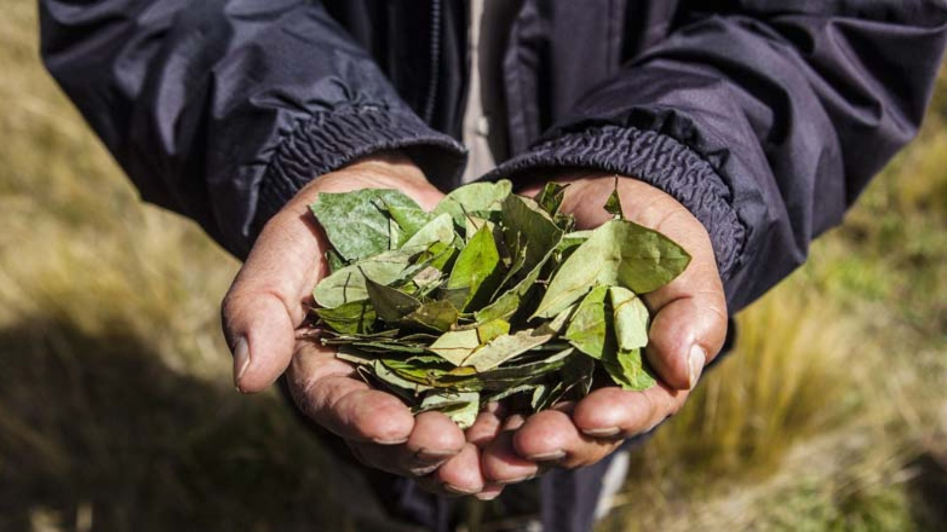 La presentación de cuarto kilo de hoja de coca pasó de 15 mil a 20 mil pesos en solo dos semanas, según medios locales. Foto: Peru Travel