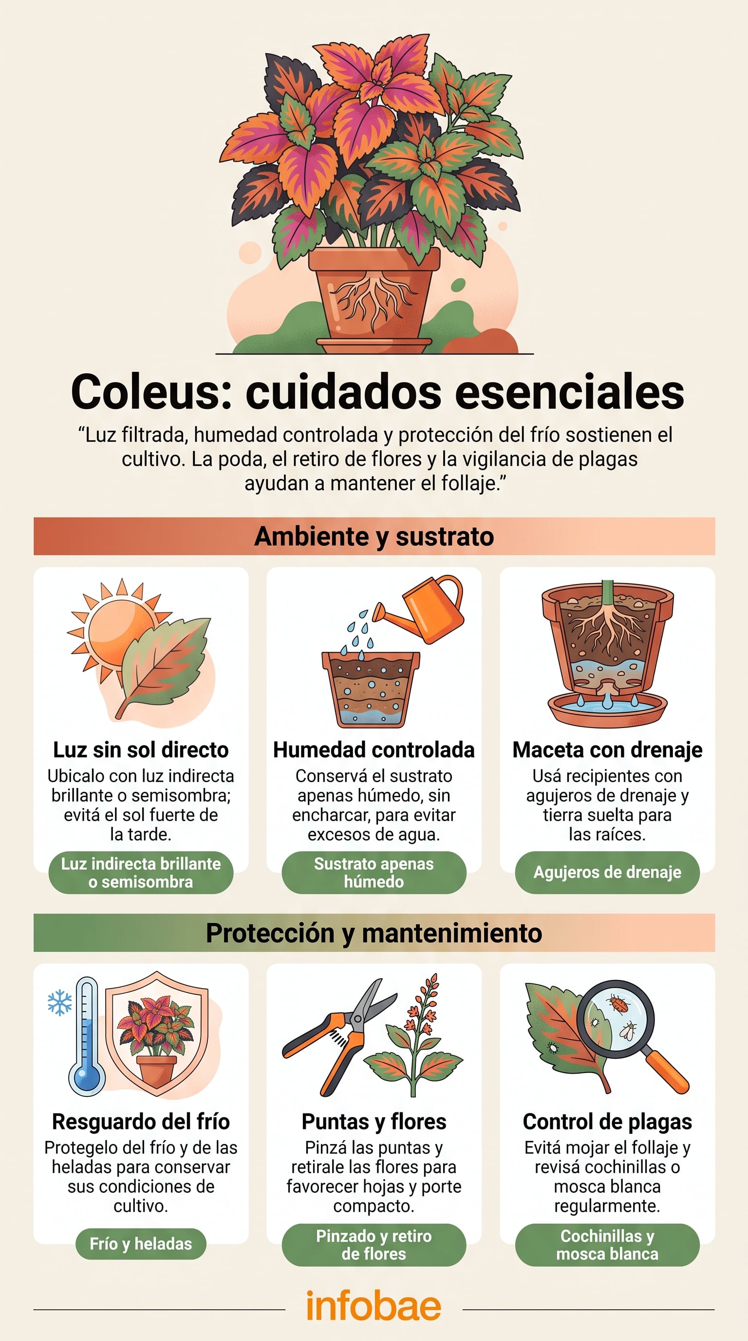 Recomendaciones de luz, riego, sustrato, protección del frío y control de plagas para el cultivo adecuado del coleus. (Imagen Ilustrativa Infobae)