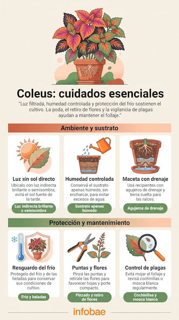 Infografía sobre el coleus con ilustraciones de una planta en maceta, sol, regadera, termómetro, tijeras de podar y lupa sobre una hoja.