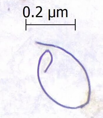 Una fibra plástica microscópica encontrada