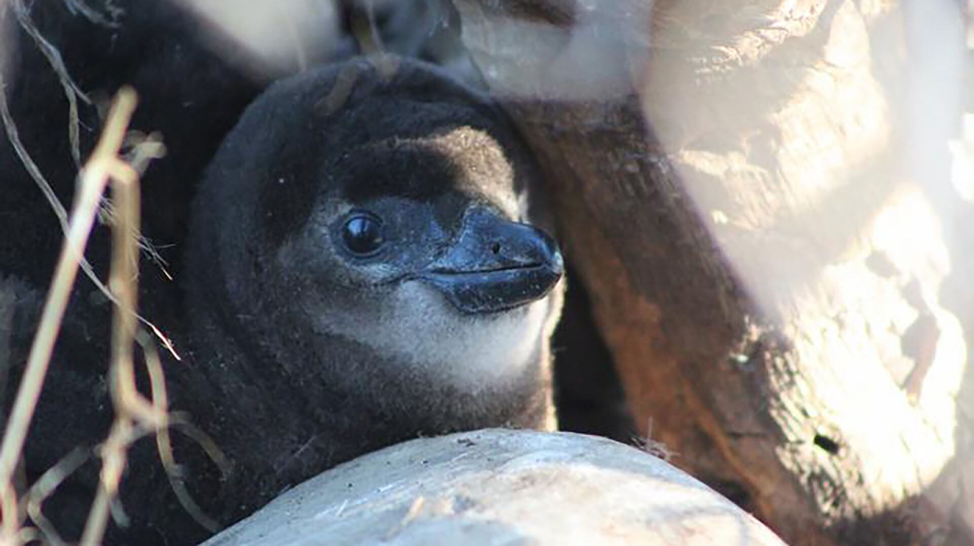 El pingüino africano es la única especie de pingüino que habita de forma natural en el continente africano/ Jacqui Glencross