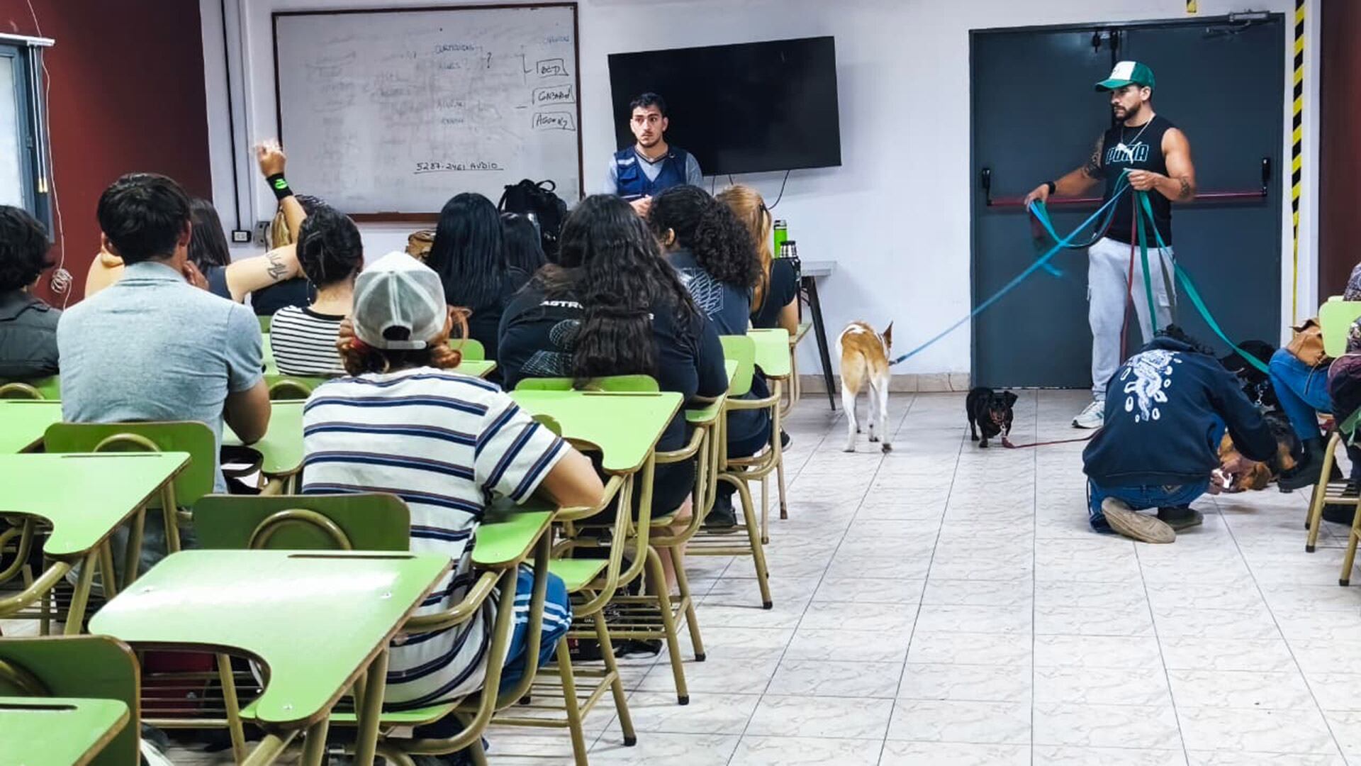 El crecimiento de la economía del cuidado de mascotas facilita a los jóvenes transformar afinidades en actividades laborales sostenibles y autónomas