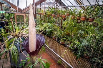 "La planta del pene" florece