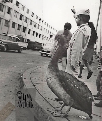 Pelicanos em Lima nos anos 70