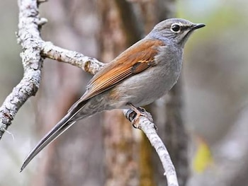 Profepa subraya que "el clarín