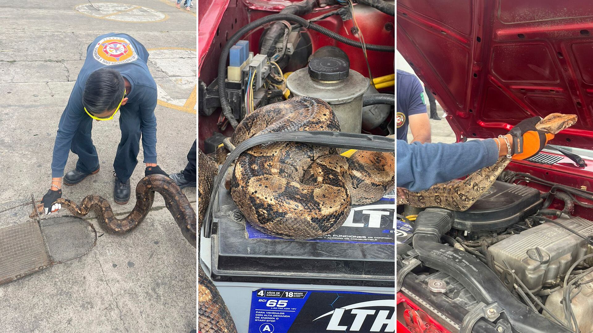 Hallan boa constrictora dentro del motor de una camioneta en Nayarit