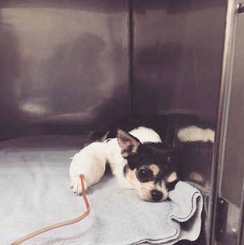 El animalito fue la causa