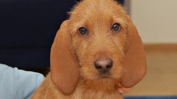 Este perro tiene su origen