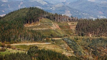 Día Mundial de los Bosques: