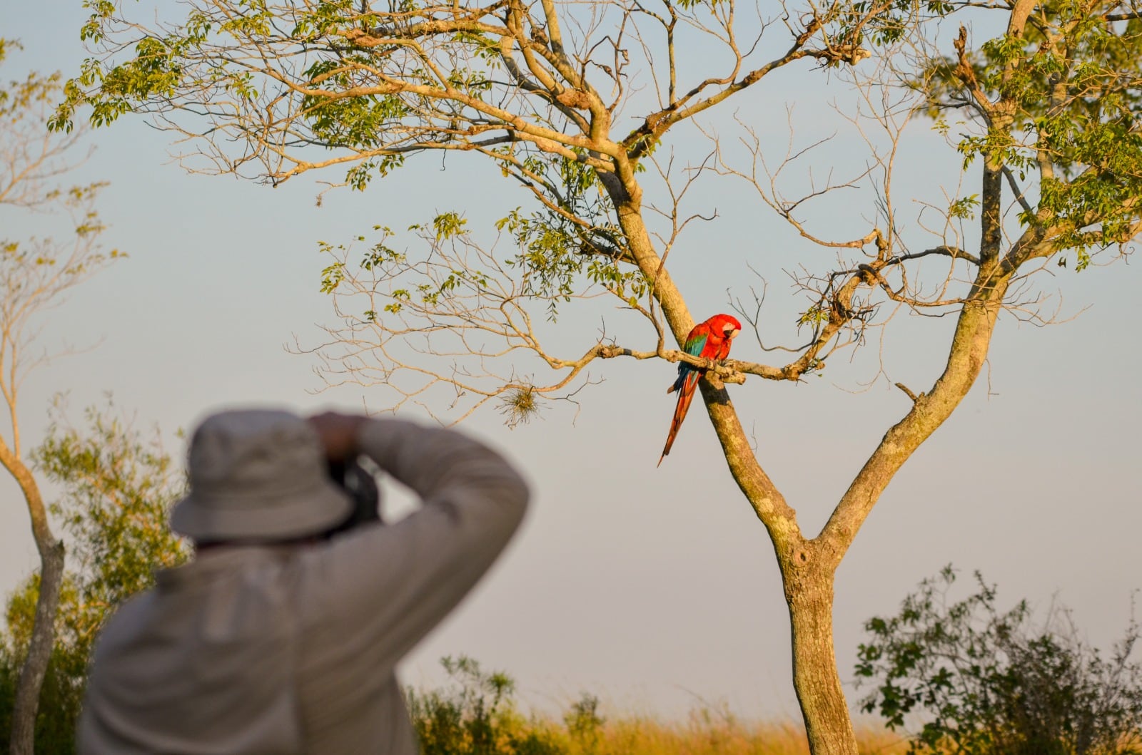 Cientos de especies de aves que convierten a la región en un paraíso para los aficionados al avistaje