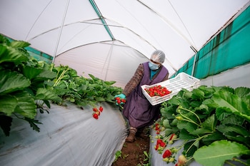 Según el cronograma, la primera