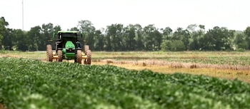 Un tractor agrícola verde se desplaza por un campo. En primer plano hay hileras de plantas verdes, en el fondo hay vegetación seca y árboles