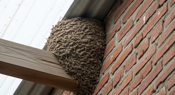 Primer plano de un nido de barro de hornero, de forma redondeada y textura rugosa, adherido a una pared de ladrillo rojo con una viga de madera debajo y techo.