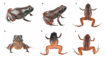 Patrones de color de la