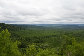 Bosque certificado por el Programa para la Homologación de Sistemas de Certificación Forestal ( PEFC)