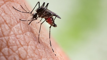 Cochrane destaca la falta de datos en la investigación sobre prevención del dengue