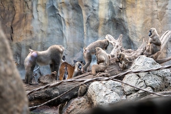 Nace en BIOPARC Valencia una cría de dril. (BIOPARC Valencia)