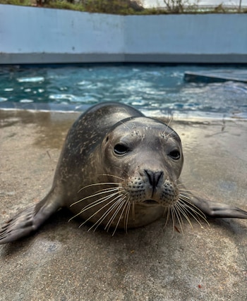La foca fue encontrada con