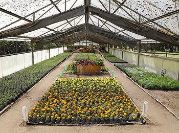 Una vez que tiene raíces,