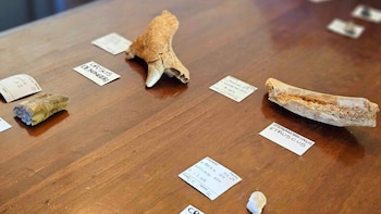 Encuentran en un yacimiento de Murcia herramientas de hace 800.000 años y restos de rinoceronte y de una especie extinta de oso